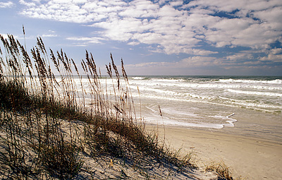 Sea oats [Uniola paniculata] on sand dune by the Atlantic Ocean. Location: FL, St. Johns County, St. Augustine Area, St. Augustine Beach. [ref. to #231.210]