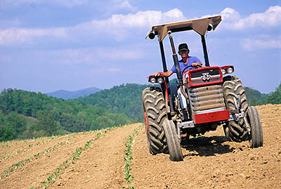 A farmer plants black burley tobacco seedlings. NR. Location: NC, Yancey County, Mayland Valley, Bald Creek Area, Possum Trot Community. [ref. to #232.433]