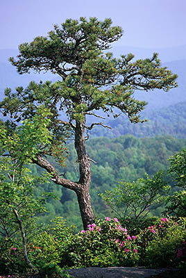 North Carolina: Northern Mountains Region, Avery County, The Blue Ridge Parkway, Linville Section, Flat Rock Overlook, MP 308, Summer wildflowers & rhododendrons on rocky bald on crest of Flat Rock. [Shallow focus on frgd] [Ask for #232.494.]