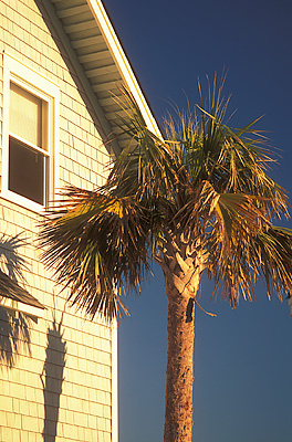 Palm tree by beach cottage. Location: NC, Brunswick County, Cape Fear Area, Bald Head Island, Flora's Bluff. [ref. to #233.115]