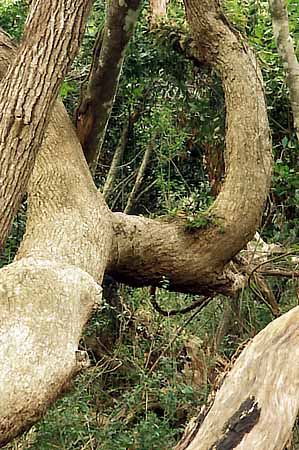 Live oak trees in the Maritime Forest Preserve. Location: NC, Brunswick County, Cape Fear Area, Bald Head Island, State Maritime Forest Preserve. [ref. to #233.158]