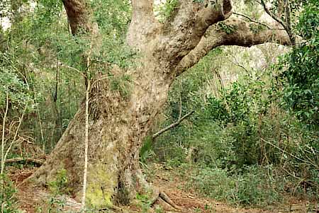 Very large old Live Oak [Quercus virgininiana] in the Maritime Forest Preserve. Location: NC, Brunswick County, Cape Fear Area, Bald Head Island, State Maritime Forest Preserve. [ref. to #233.159]