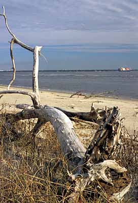 View over driftwood on West Beach; container ship in bkgd, lt. Location: NC, Brunswick County, Cape Fear Area, Bald Head Island, West Beach. [ref. to #233.174]