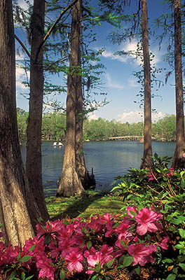 NC: New Hanover County, Cape Fear River Area, Wilmington, Greenfield Park & Gardens, Azaleas blooming by Greenfield Lake. [Ask for #233.284.]