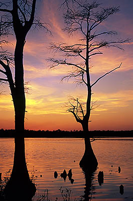 NC: Bladen County, Elizabethtown Area, Jones Lake State Park, Dusk view over lake [Ask for #233.317.]