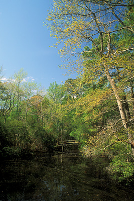 View from Visitor's Center over pond. Location: NC, Dare County, The Outer Banks, Nags Head & Kitty Hawk, on Bodie Island, Nags Head Wood Nature Reserve. [ref. to #233.640]