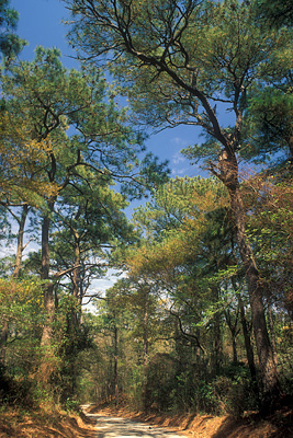 Sand road (Old Nags Head Woods Road) in a maritime forest; Nature Conservancy preserve on left. Location: NC, Dare County, The Outer Banks, Nags Head & Kitty Hawk, on Bodie Island, Nags Head Wood Nature Reserve. [ref. to #233.643]