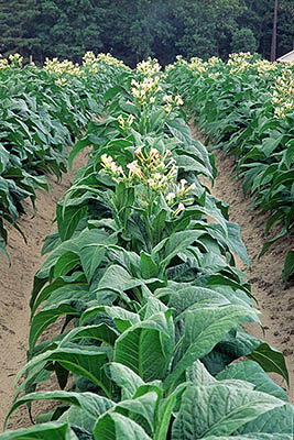 NC: Moore County, Charthage Area, Rural countryside, Golden leaf tobacco plants in flower [Ask for #233.925.]