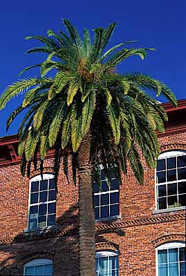 Date palm growing beside 19th cigar factory. Location: FL, Hillsborough County, Tampa, Ybor City. [ref. to #234.308]