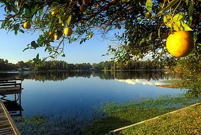 Orange tree, bearing fruit, by a small dock on Lake Keen. PROP  REL. Location: FL, Hillsborough County, Tampa's Lakes District, Lutz. [ref. to #234.352]