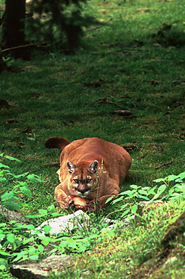 Grandfather Mountain Park, Native Animal Habitat Area. Panther, with furry toy. Location: NC, Avery County, Linville Area, Grandfather Mountain Park. [ref. to #235.087]