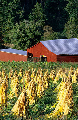 Tobacco, drying in a field, in front of a red barn. Location: NC, Yancey County, Mayland Valley, Bald Creek Area, Possum Trot Community. [ref. to #235.305]