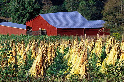 Tobacco, drying in a field, in front of a red barn. Location: NC, Yancey County, Mayland Valley, Bald Creek Area, Possum Trot Community. [ref. to #235.306]