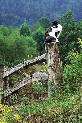 Cat, sitting on a split rail fence post, with goldenrods. Location: NC, Yancey County, Mayland Valley, Bald Creek Area, Possum Trot Community. [ref. to #235.316]