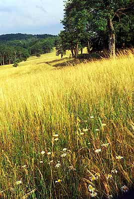 View over mountaintop meadows in spring wildflowers. Location: NC, Alleghany County, The Blue Ridge Parkway, Doughton Park Section, Doughton Park, MP 241. [ref. to #236.061]