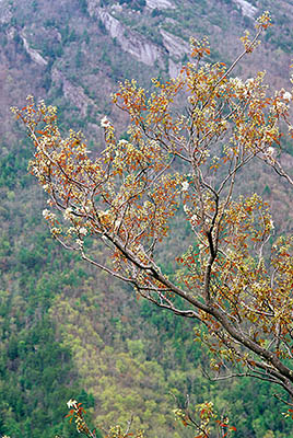 NC: Burke County, Pisgah National Forest, Linville Gorge Wilderness, Wiseman's View. Branch covered in spring flowers, overhanging the gorge. [Ask for #237.320.]