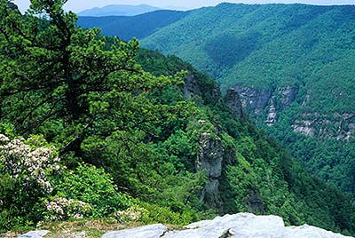 View over Linville Gorge and The Chimneys, from cliffs lining the east rim of the gorge; mountain laurel in bloom. Location: NC, Burke County, Pisgah National Forest, Linville Gorge Wilderness. [ref. to #237.412]