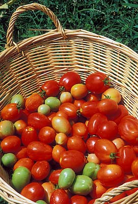 Wicker basket filled with ripe Roma tomatoes. Location: NC, Yancey County, Mayland Valley, Bald Creek Area, Possum Trot Community. [ref. to #237.461]