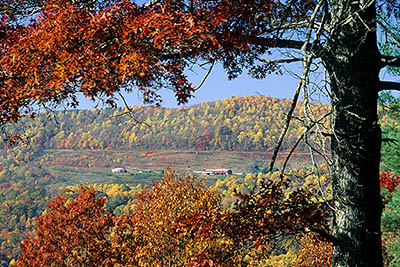 View towards Altapass Orchards, framed by oak trees in fall colors. Location: NC, McDowell County, The Blue Ridge Parkway, North Cove Valley Overlook (MP 327). [ref. to #237.830]