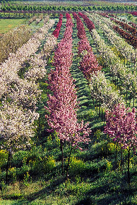 North Carolina: Northern Mountains Region, Burke County, The Blue Ridge Mountains, Brown Mountain Area, Steel Creek Valley, Tree nursery in full spring blooms, in Steel Creek Valley beneath Brown Mountain; rows of redbud and dogwood trees covered in flowers. [Ask for #238.141.]