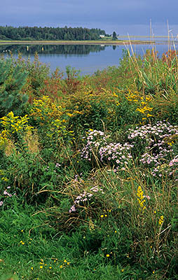 PE: Queens County, Anne's Land Area, Winter Bay, at Corran Ban Comm., Autumn wildflowers by the shores of the bay. [Ask for #240.001.]