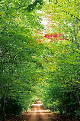 PE: Queens County, Charlotte's Shore Area, Churchill Community, View down the red clay road to Elmwood, a Provincial Scenic Heritage Road. [Ask for #240.012.]