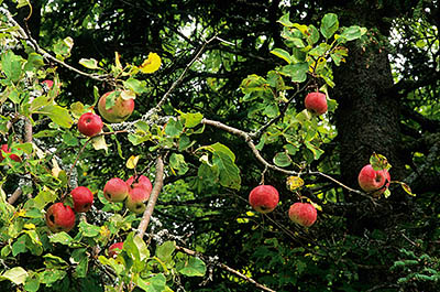 PE: Queens County, Charlotte's Shore Area, Churchill Community, Ripe apples on the bough [Ask for #240.014.]