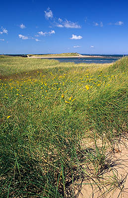 PE: Queens County, Anne's Land Area, Prince Edward Island National Park, Covehead Bay Inlet, viewed over fall wildflowers on sand dunes. [Ask for #240.065.]