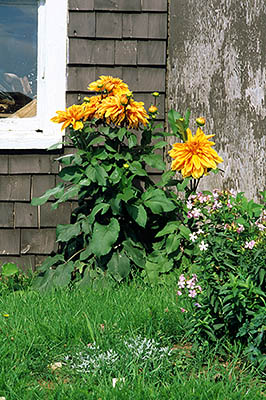 PE: Kings County, Bays & Dunes Area, St. Peters (Village), Late fall flowers by a shingled outbuilding in the village [Ask for #240.139.]