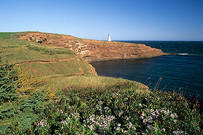 PE: Queens County, Anne's Land Area, Cape Tryon, Cape Tryon Lighthouse. In autumn meadows, by the edge of a sea cliff; asters waving in the breeze. [Ask for #240.170.]