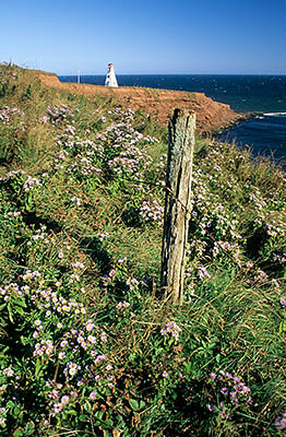 PE: Queens County, Anne's Land Area, Cape Tryon, Cape Tryon Lighthouse. In autumn meadows, by the edge of a sea cliff; asters waving in the breeze. [Ask for #240.172.]