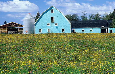 PE: Prince County, Anne's Land Area, Indian River Community, Barn sided in wood shingles and painted turquoise, viewed across a meadow in fall wildflowers [Ask for #240.203.]