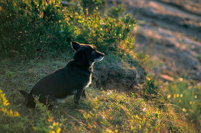 PE: Queens County, Anne's Land Area, Winter Bay, at Corran Ban Comm., Small black dog on top of low sea cliff, in heavy breeze, with fall wildflowers; sunset light. [Ask for #240.224.]