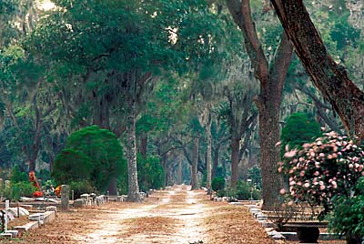 Sand track through the cemetary, overhung by live oaks; branches waving in a strong breeze give a ghostly effect. Location: GA, Chatham County, City of Savannah, Bonaventure Cemetary. [ref. to #241.131]