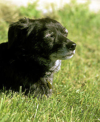 Small black dog with white muzzle suns herself in the grass. Location: NC, Yancey County, Mayland Valley, Bald Creek Area, Possum Trot Community. [ref. to #242.169]