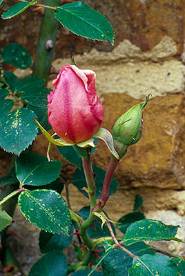 ENG: Thames & Chilterns Region, Oxfordshire, Upper Cherwell Valley, Banbury, Cropredy, The Manor Farm, a 15th C. yellow limestone manor, now a bed & breakfast hotel. Pink roses grow around window of old calfing barn (now a rental cottage). [Ask for #243.088.]