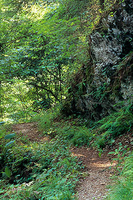 TN: The Great Smoky Mtns Region, Blount County, Great Smoky Mountains Nat. Park, Laurel Creek Area, Chestnut Ridge Trail, Trail passes beneath limestone outcrops. [Ask for #245.104.]