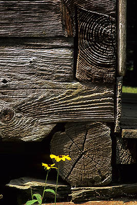 TN: Blount County, Great Smoky Mountains Nat. Park, Cades Cove, Henry Whitehead Place, Daisy growing beside the planked and notched logs of late 19th cabin [Ask for #245.130.]