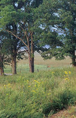 TN: The Great Smoky Mtns Region, Blount County, Great Smoky Mountains Nat. Park, Cades Cove, Hyatt Lane, A deer grazes in wildflower meadows, by a country road, on a hazy summers day [Ask for #245.136.]