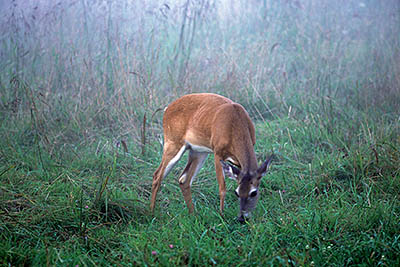 TN: The Great Smoky Mtns Region, Blount County, Great Smoky Mountains Nat. Park, Cades Cove, Hyatt Lane, Deer grazing at dusk [Ask for #245.144.]