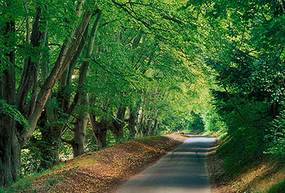 ENG: South East Region, Hampshire, South Downs National Park, The South Hampshire Downs, Queen Elizabeth Country Park, Country lane through the center of the forest, lined by beech trees; part of the South Downs Way. [Ask for #248.269.]