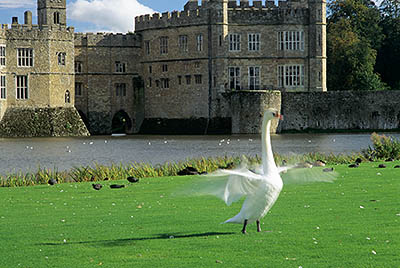 ENG: Kent , The Medway Valley, Leeds Castle and Gardens, Moat and Castle, White swan strutting and flapping its wings in front of castle [motion indicated by blurring] [Ask for #248.377.]