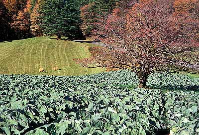 Cabbages growing by the parkway. Location: VA, Patrick County, The Blue Ridge Parkway, Pinnacles of Dan Area, Pinnacles of Dan Gap, MP 183. [ref. to #251.194]