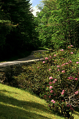 Stone overpass bridge framed by rhododendron in bloom. Location: NC, Mitchell County, The Blue Ridge Parkway, Spruce Pine Section, NC 226 Intersection at Spruce Pine. [ref. to #252.218]