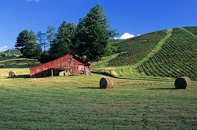 Red barn in a hay field, bathed in afternoon light. Location: NC, Ashe County, New River Valley, South Fork of the New River, Todd. [ref. to #252.458]