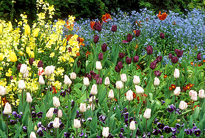 Spring flowers, St James Park. Location: ENG, Greater London , City of Westminster, St James District. [ref. to #256.144]