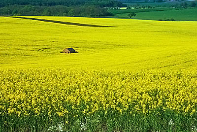 Rape seed (canola) field blanketed with spring blooms. Location: ENG, Lincolnshire , The Wolds, Tennyson Country (Somersby  Area), Harrington. [ref. to #256.415]