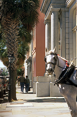 Palm-lined street in historic district; horse looking at camera. Location: SC, Charleston County, Charleston Area, City of Charleston, Downtown Historic District. [ref. to #258.001]