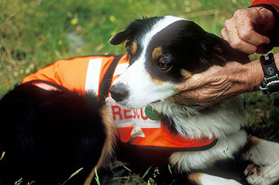 Search and Rescue Dogs Assoc. (Lake District) training session. Handler Mick Guy with search dog Ginnie. Location: ENG, Cumbria , The Lakes District National Park, Keswick-Borrowdale Area, Broadstack Gil in Borrowdale (NT). [ref. to #259.151]