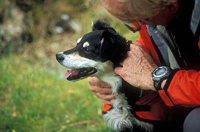 Search and Rescue Dogs Assoc. (Lake District) training session. Handler Mick Guy with search dog Mist. Location: ENG, Cumbria , The Lakes District National Park, Keswick-Borrowdale Area, Broadstack Gil in Borrowdale (NT). [ref. to #259.152]